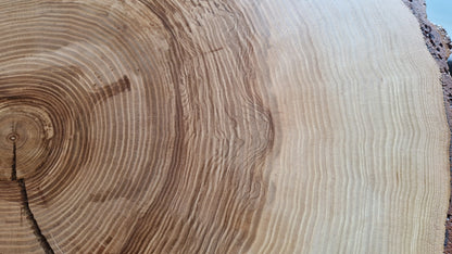 Close-up of a tree stump with visible growth rings